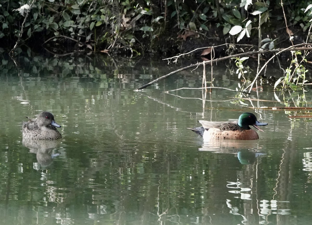 Chestnut Teal - john cull