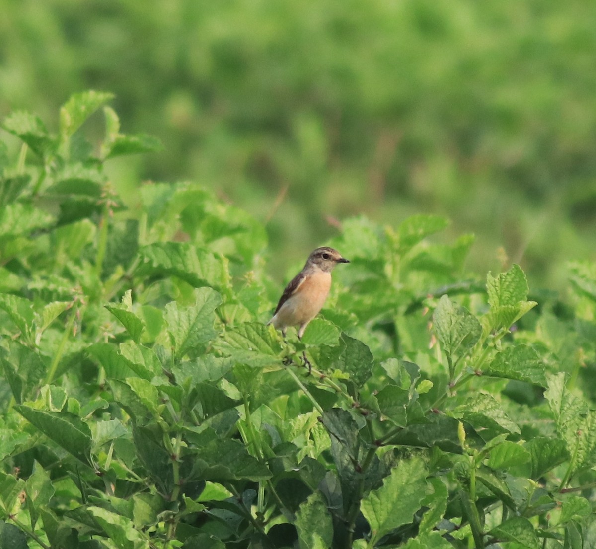 Siberian Stonechat - ML620631251