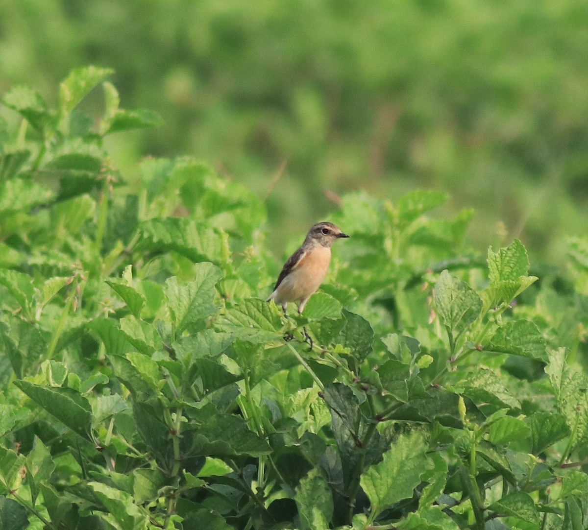 Siberian Stonechat - ML620631256