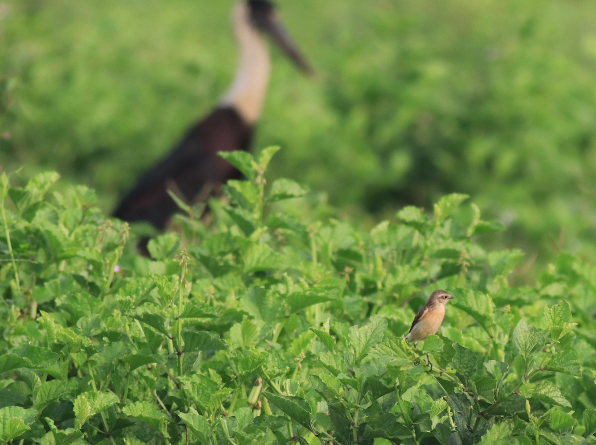 Siberian Stonechat - ML620631257