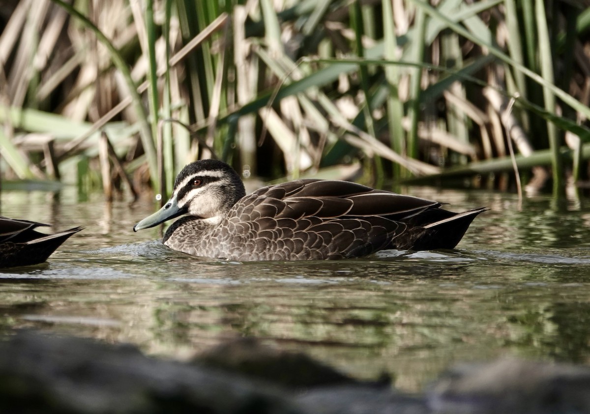 Pacific Black Duck - ML620631262