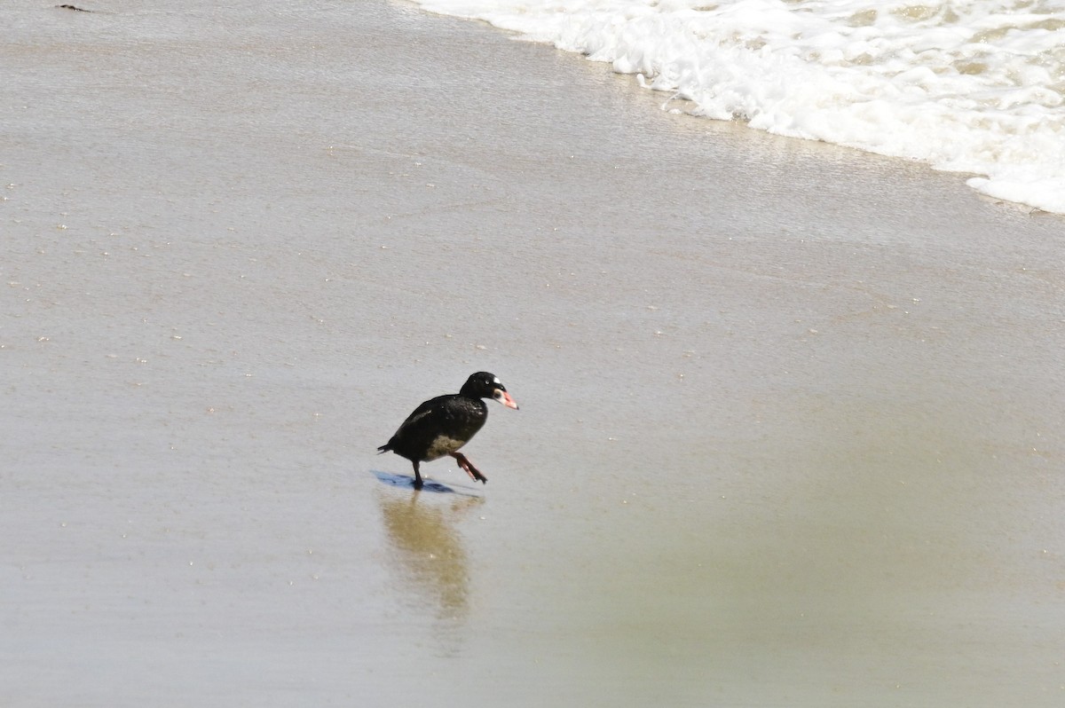 Surf Scoter - ML620631267