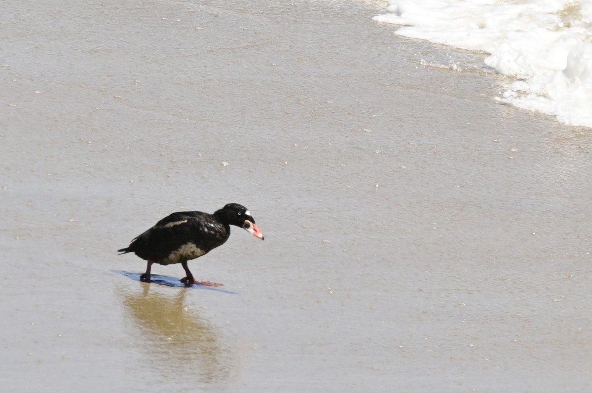 Surf Scoter - ML620631268