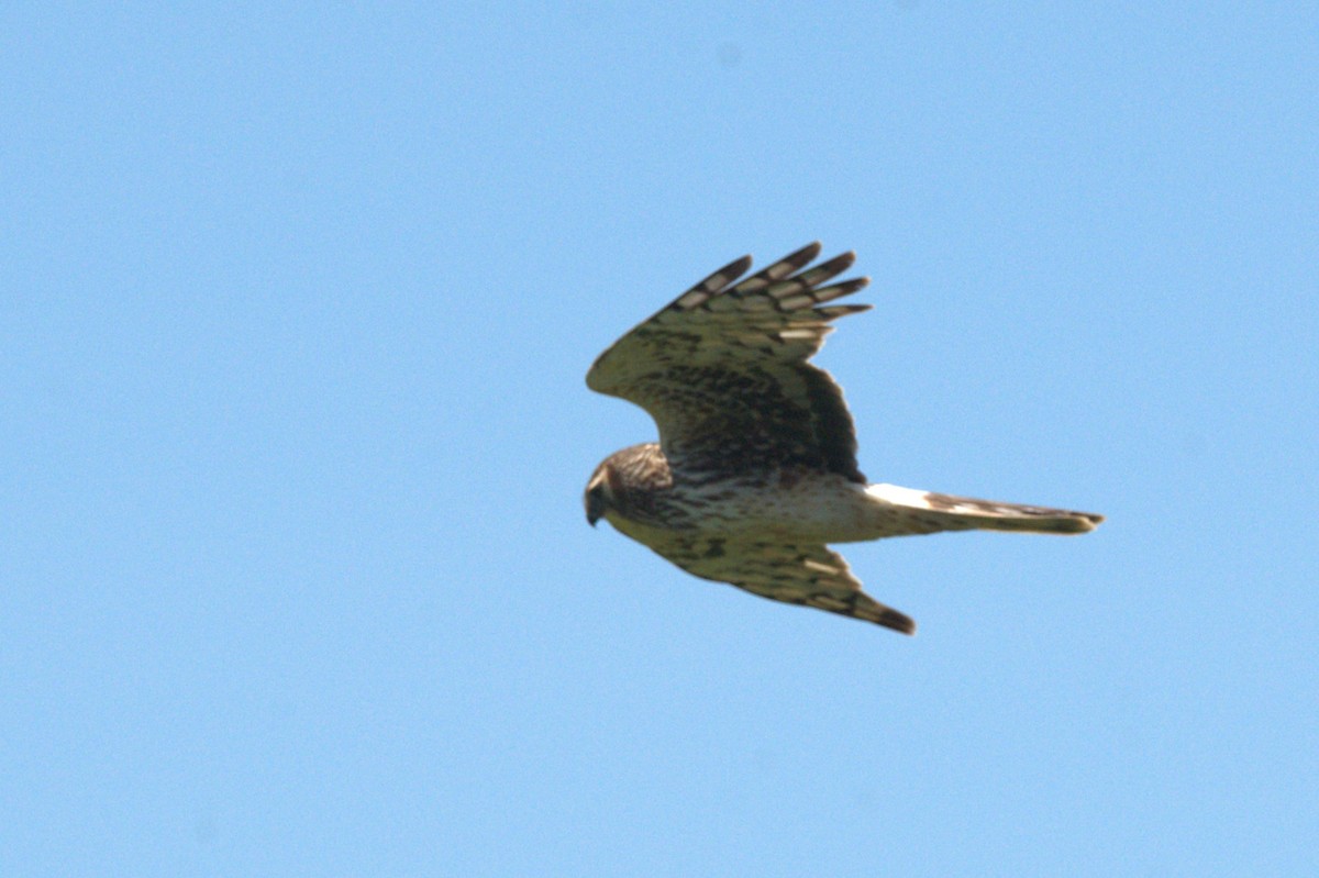 Northern Harrier - Ann Saetnan