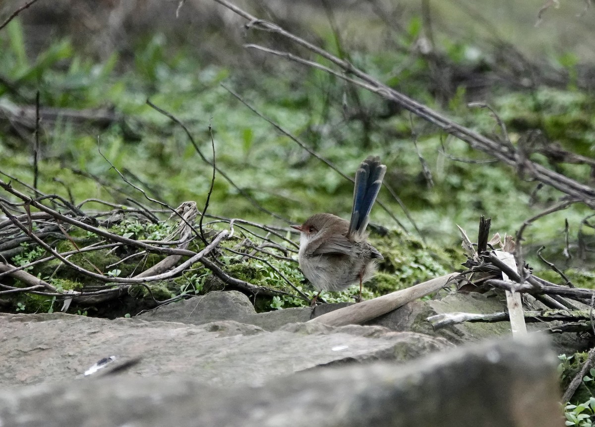 Superb Fairywren - ML620631272