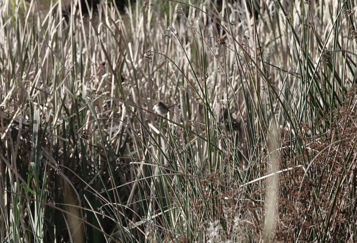 Superb Fairywren - ML620631274