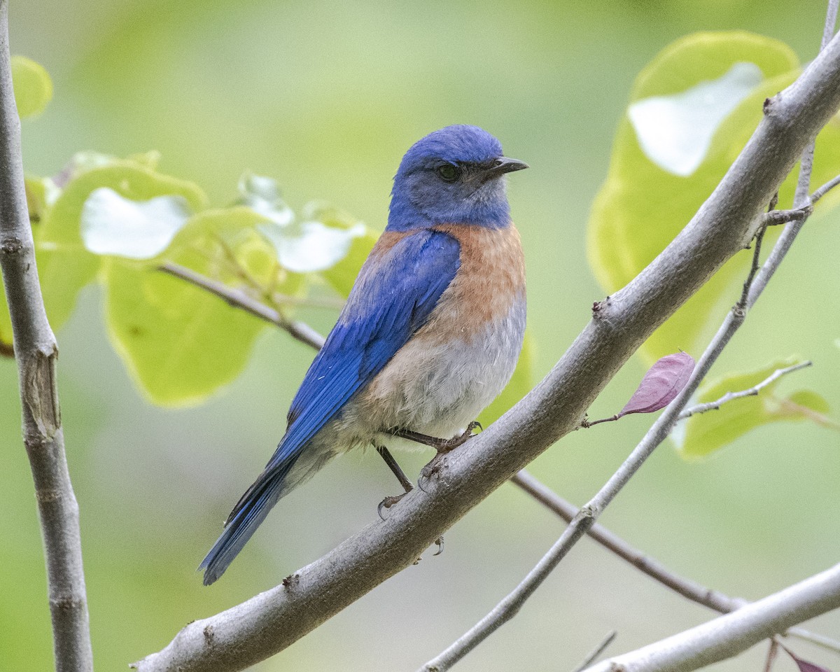 Western Bluebird - ML620631276