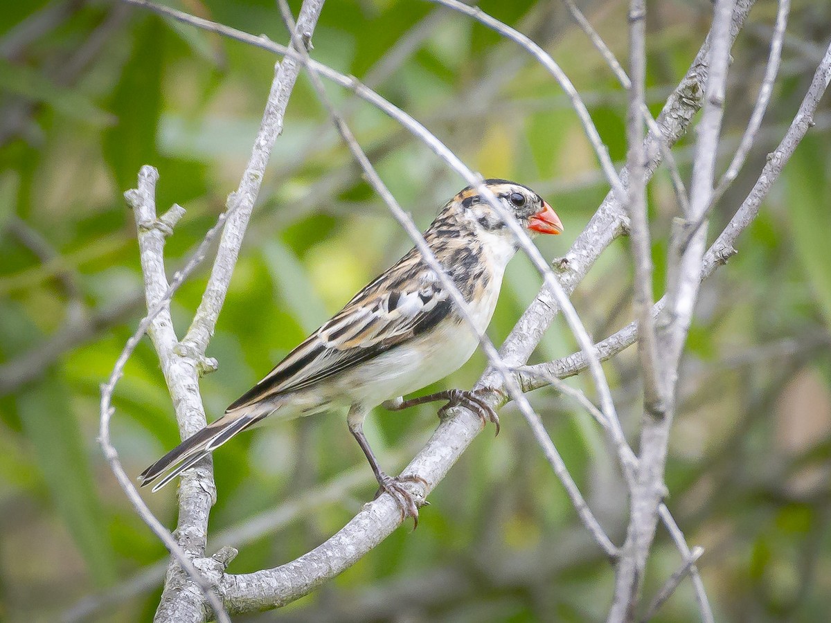 Pin-tailed Whydah - ML620631280