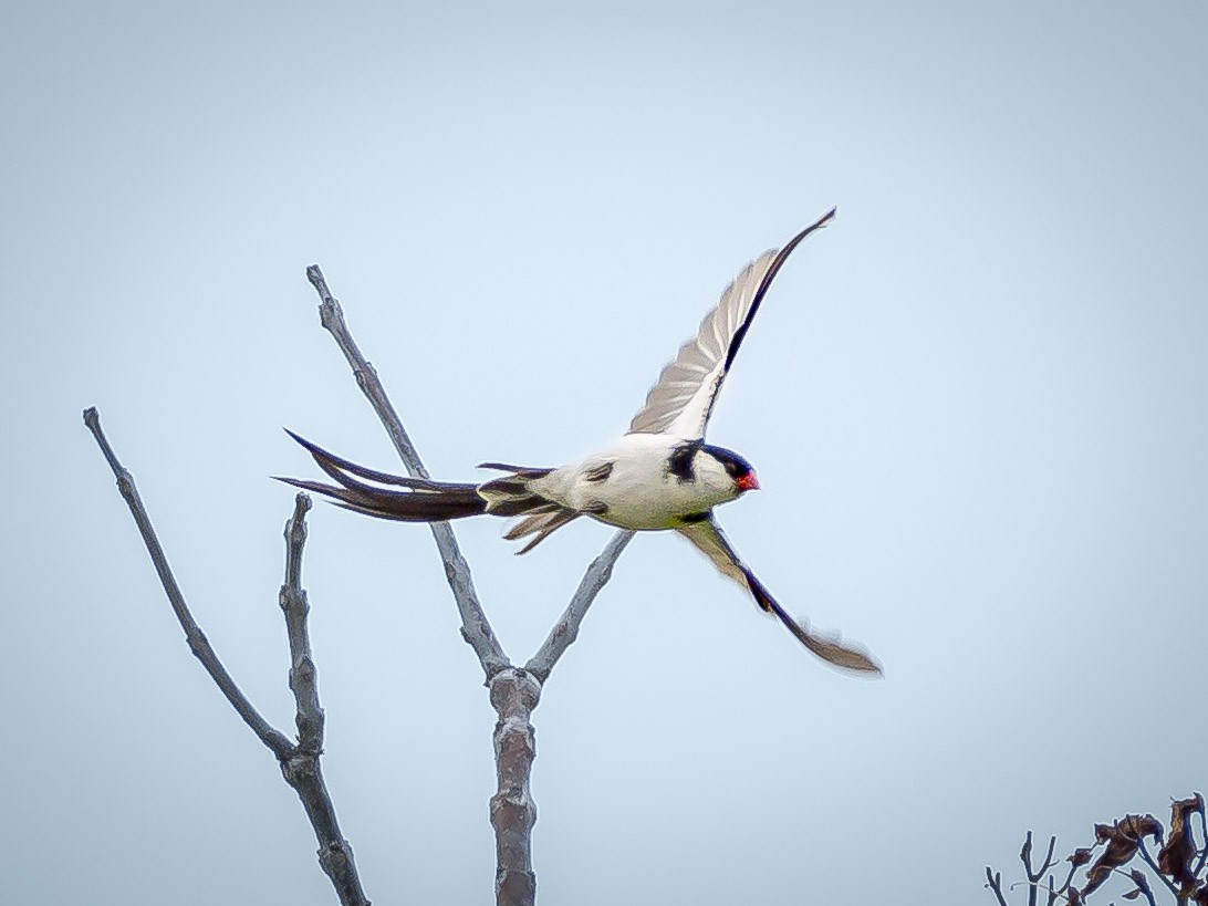 Pin-tailed Whydah - ML620631281