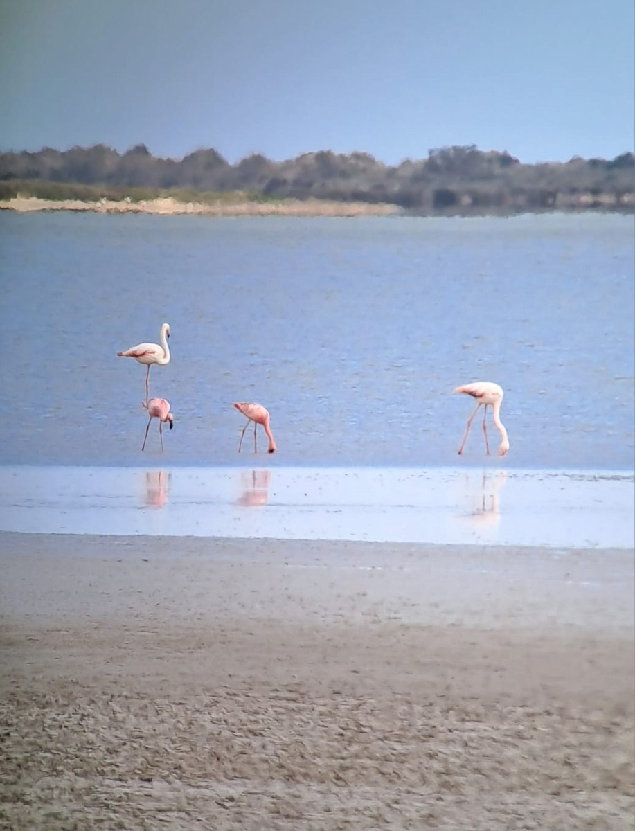 Küçük Flamingo - ML620631282