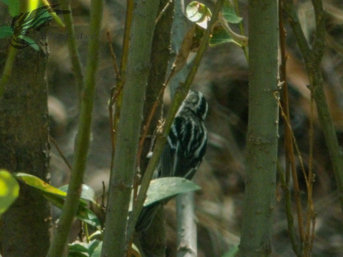 Black-and-white Warbler - ML620631283