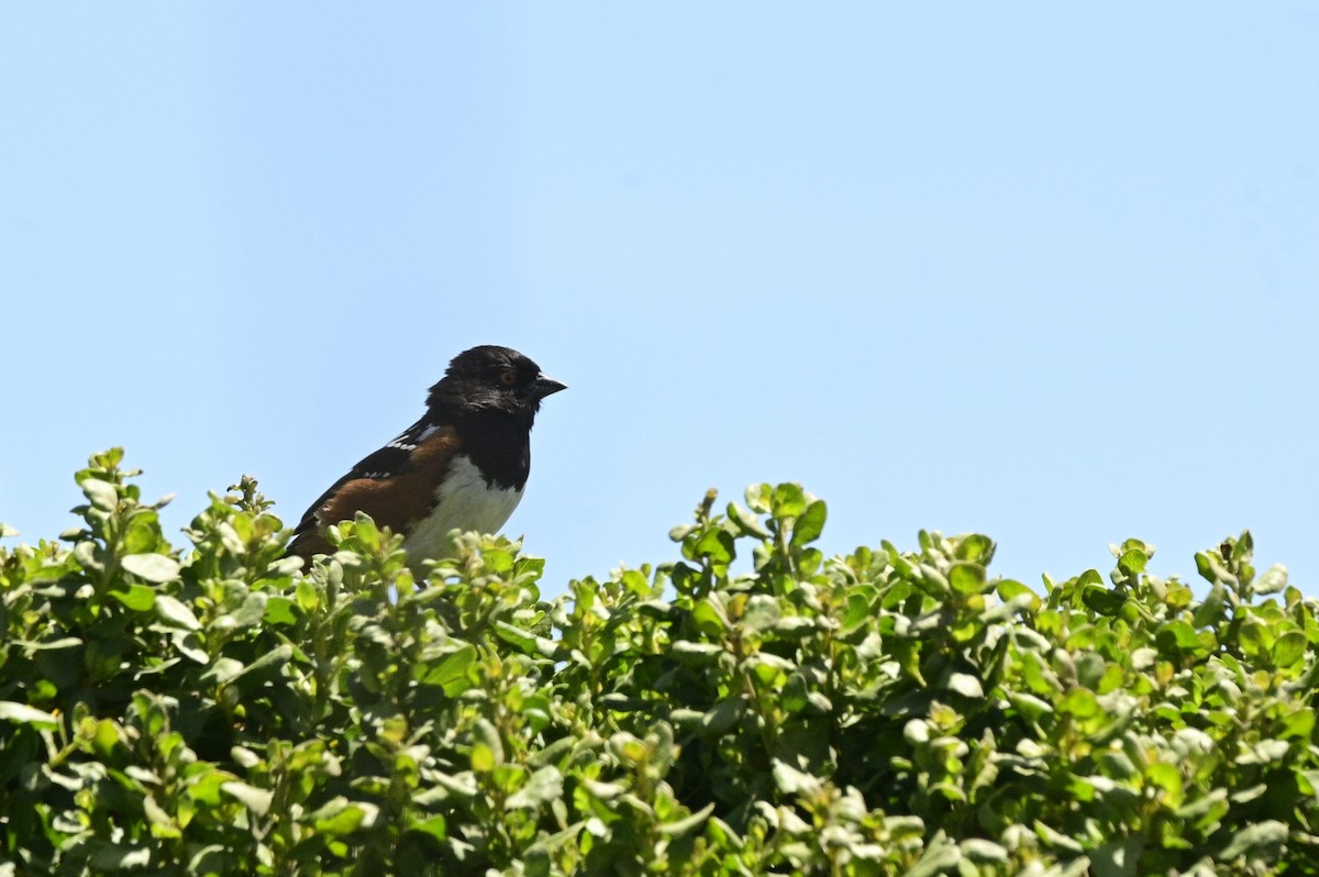 Spotted Towhee - ML620631286