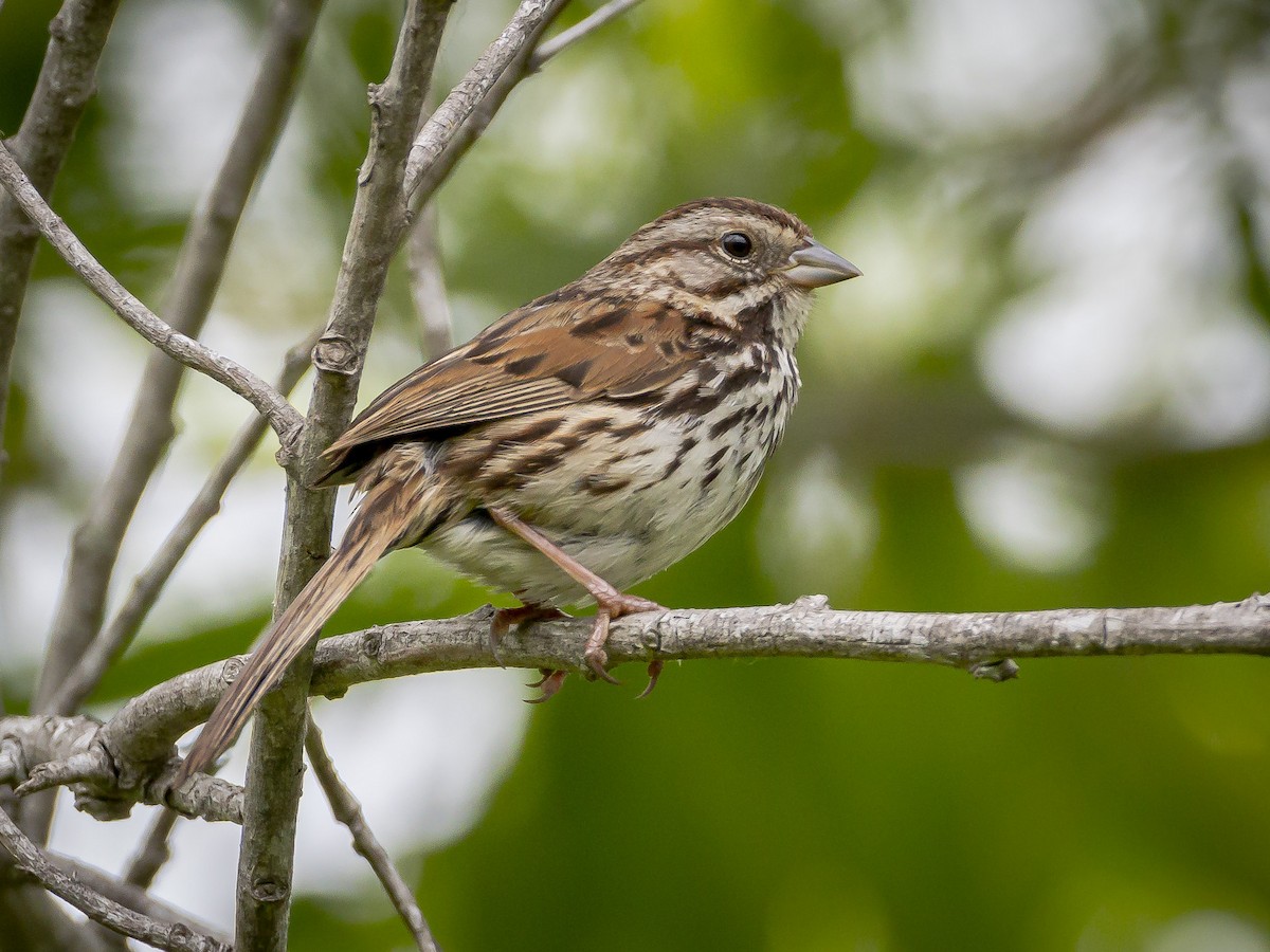 Song Sparrow - ML620631287