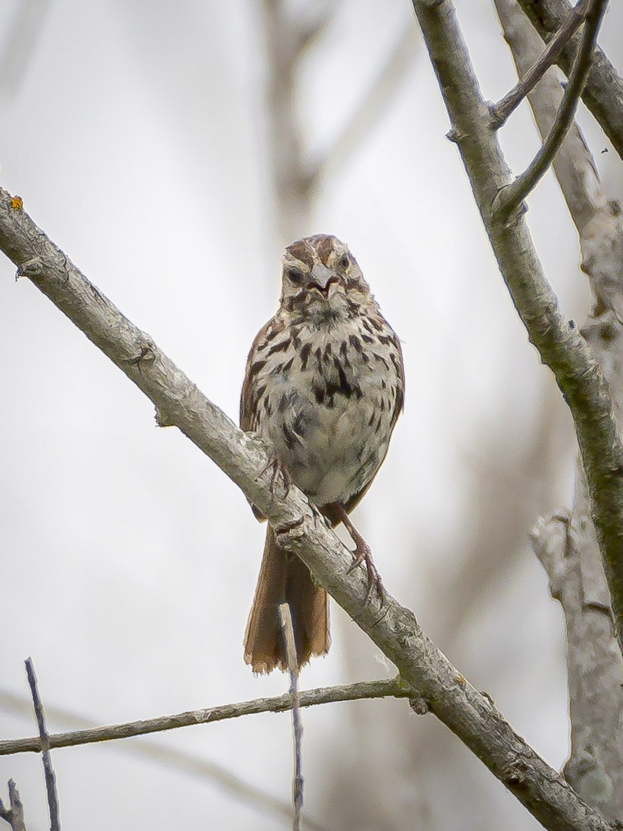 Song Sparrow - ML620631288