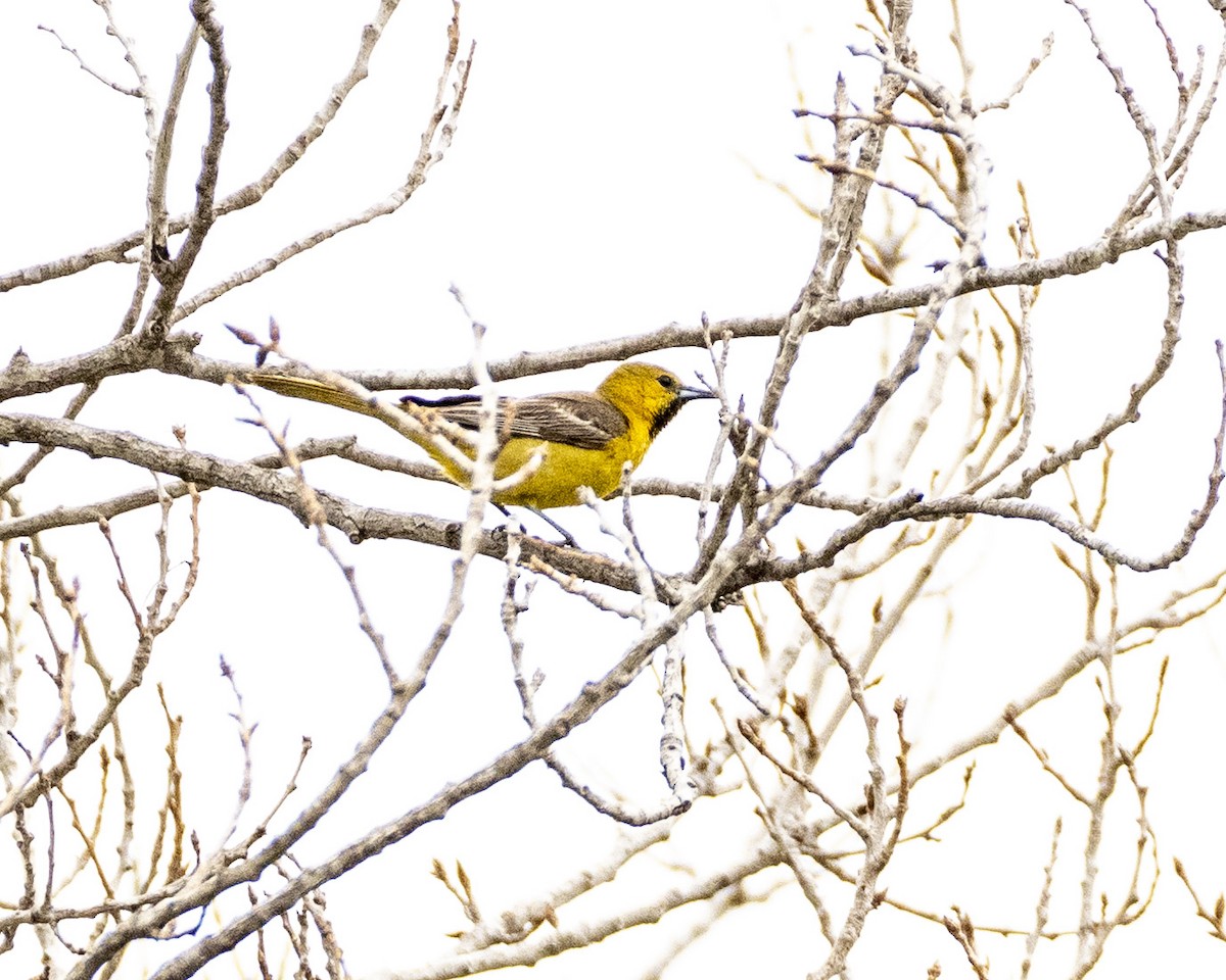 Hooded Oriole - ML620631289