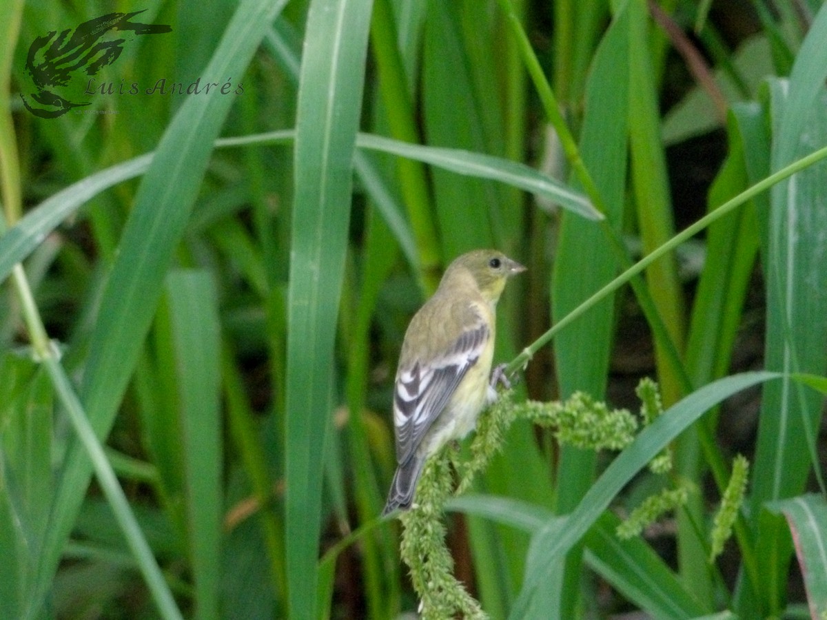 Lesser Goldfinch - ML620631292