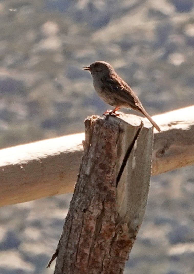 Dunnock - ML620631293