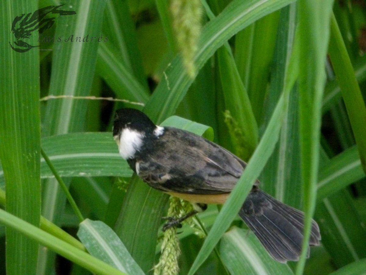 Cinnamon-rumped Seedeater - ML620631294