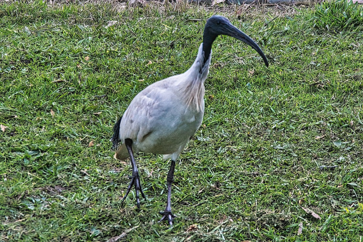 ibis australský - ML620631297