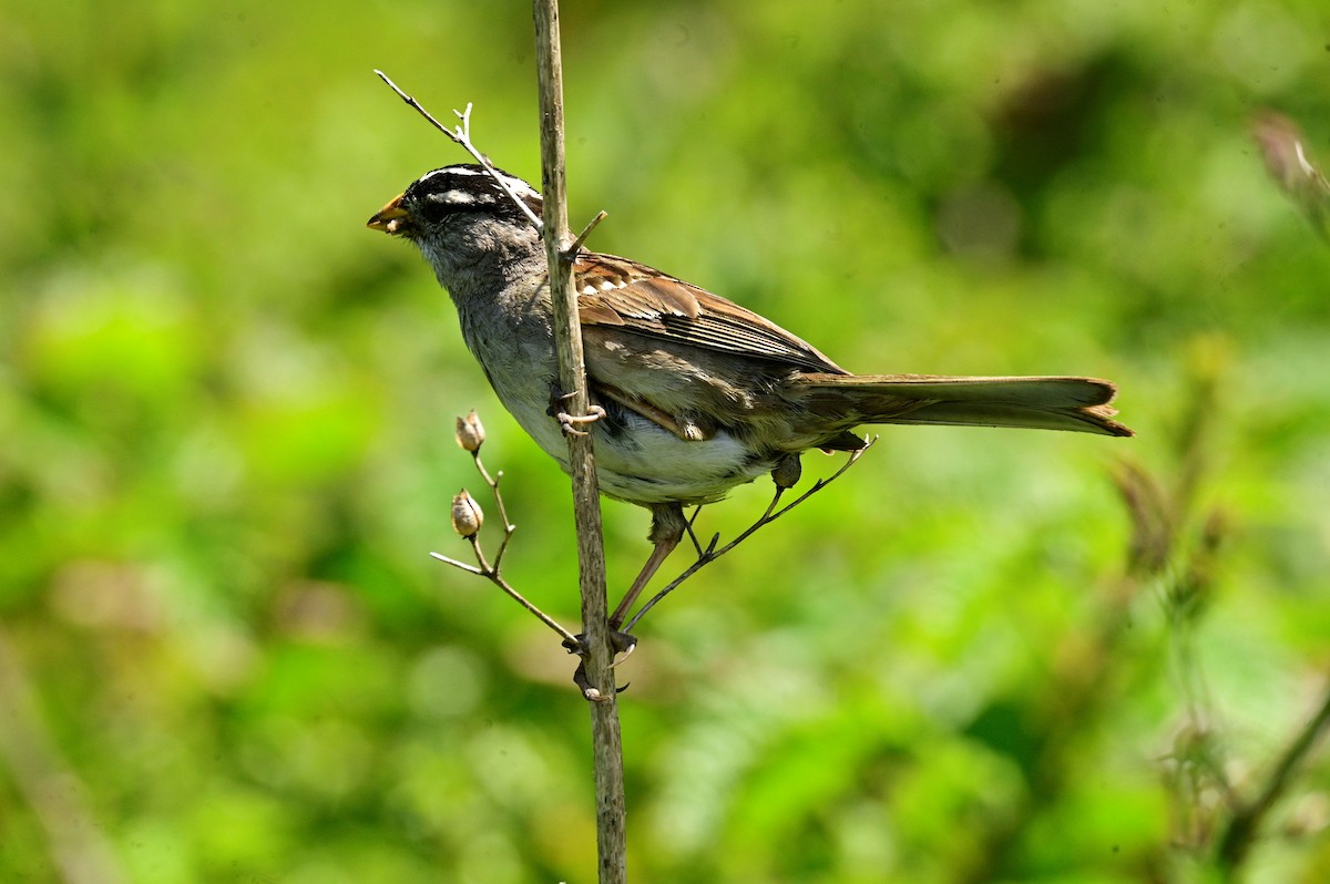 White-crowned Sparrow - ML620631301