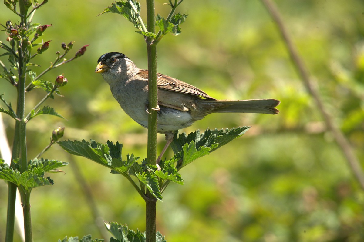 Bruant à couronne blanche - ML620631302