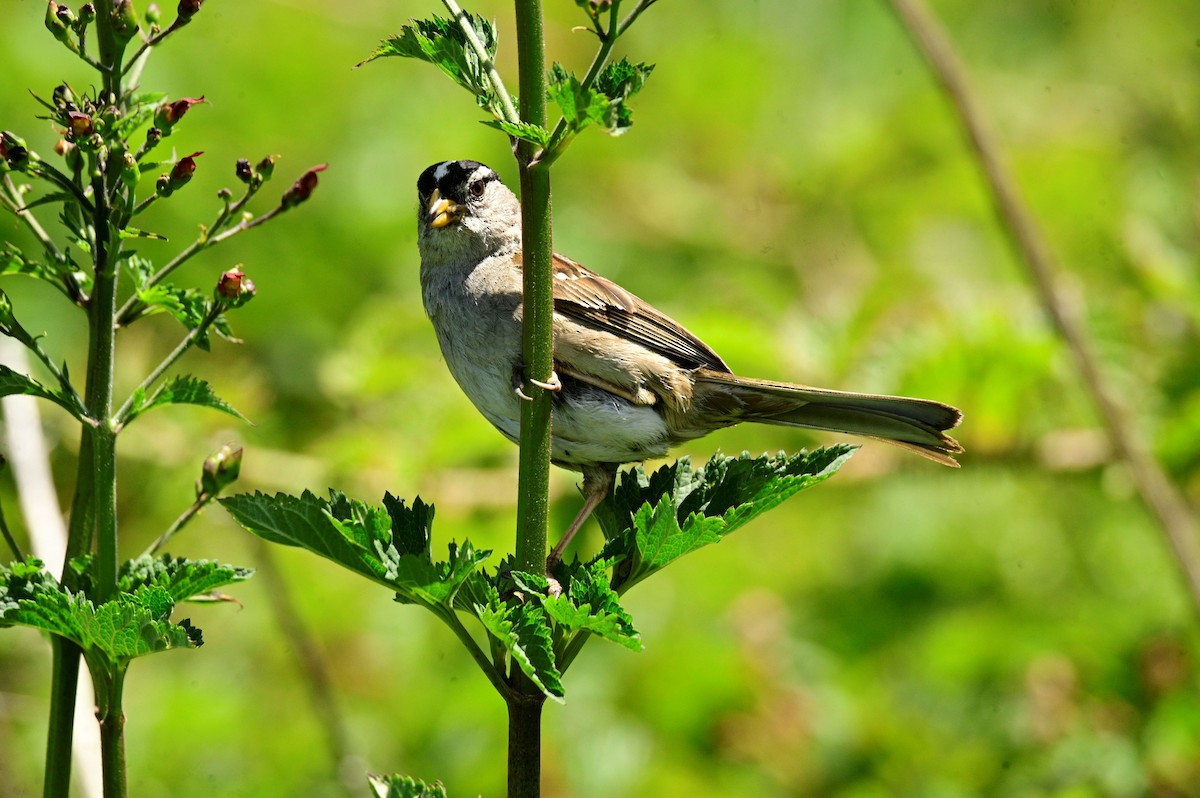 White-crowned Sparrow - ML620631303