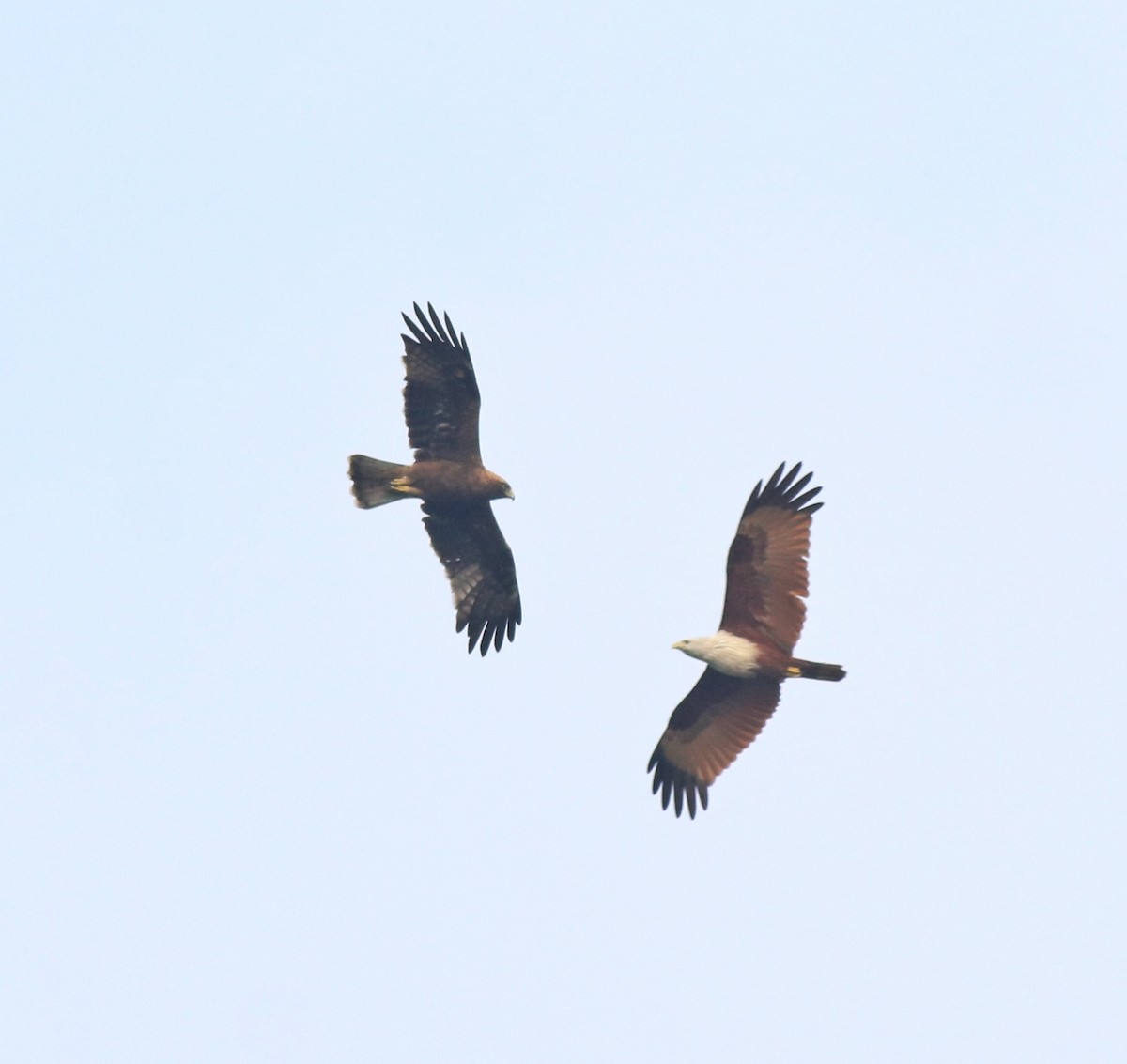 Booted Eagle - ML620631307