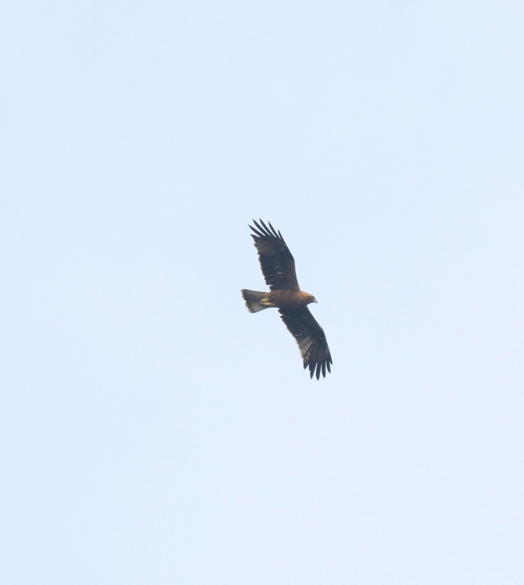 Booted Eagle - Afsar Nayakkan