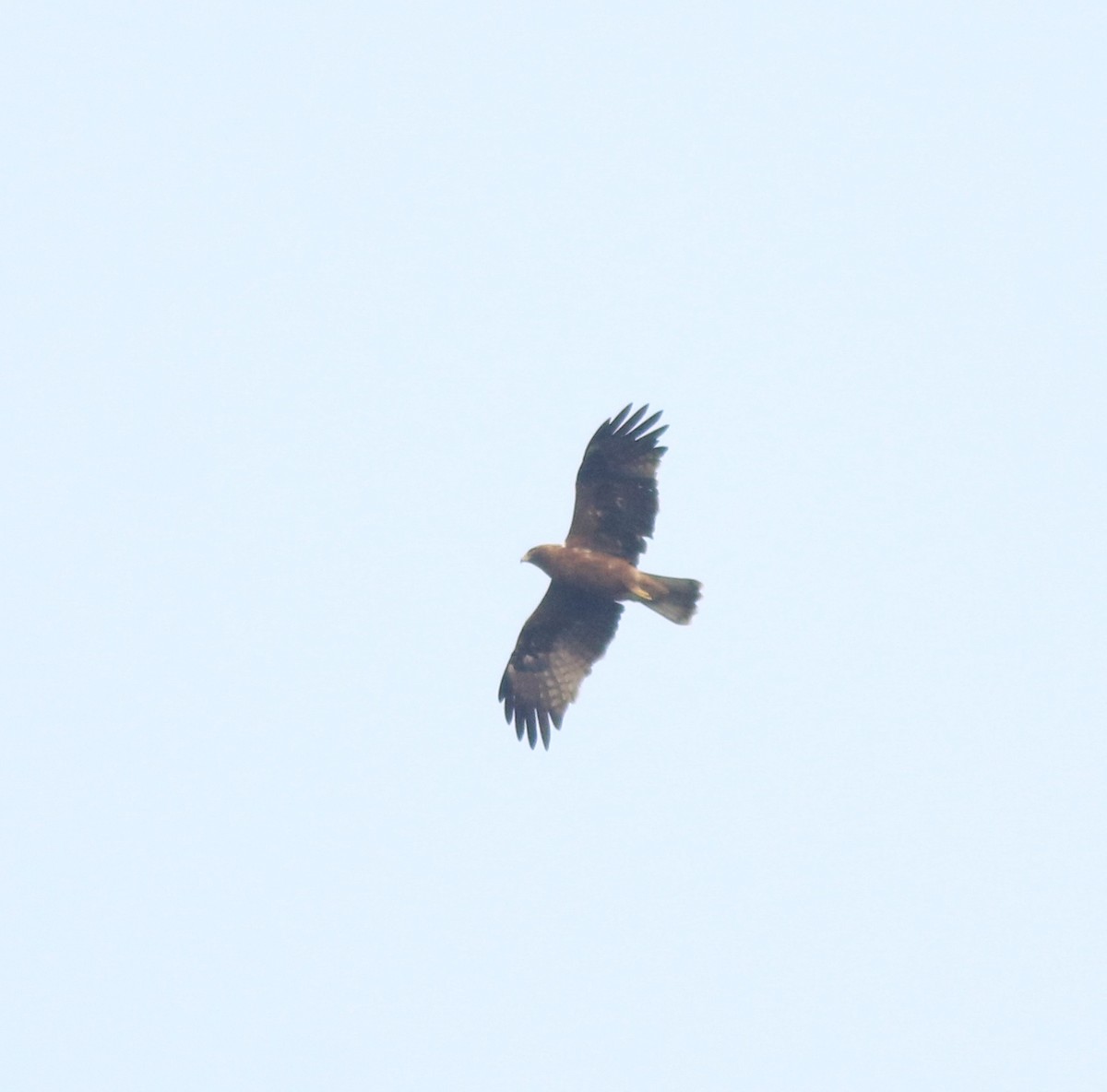 Águila Calzada - ML620631312