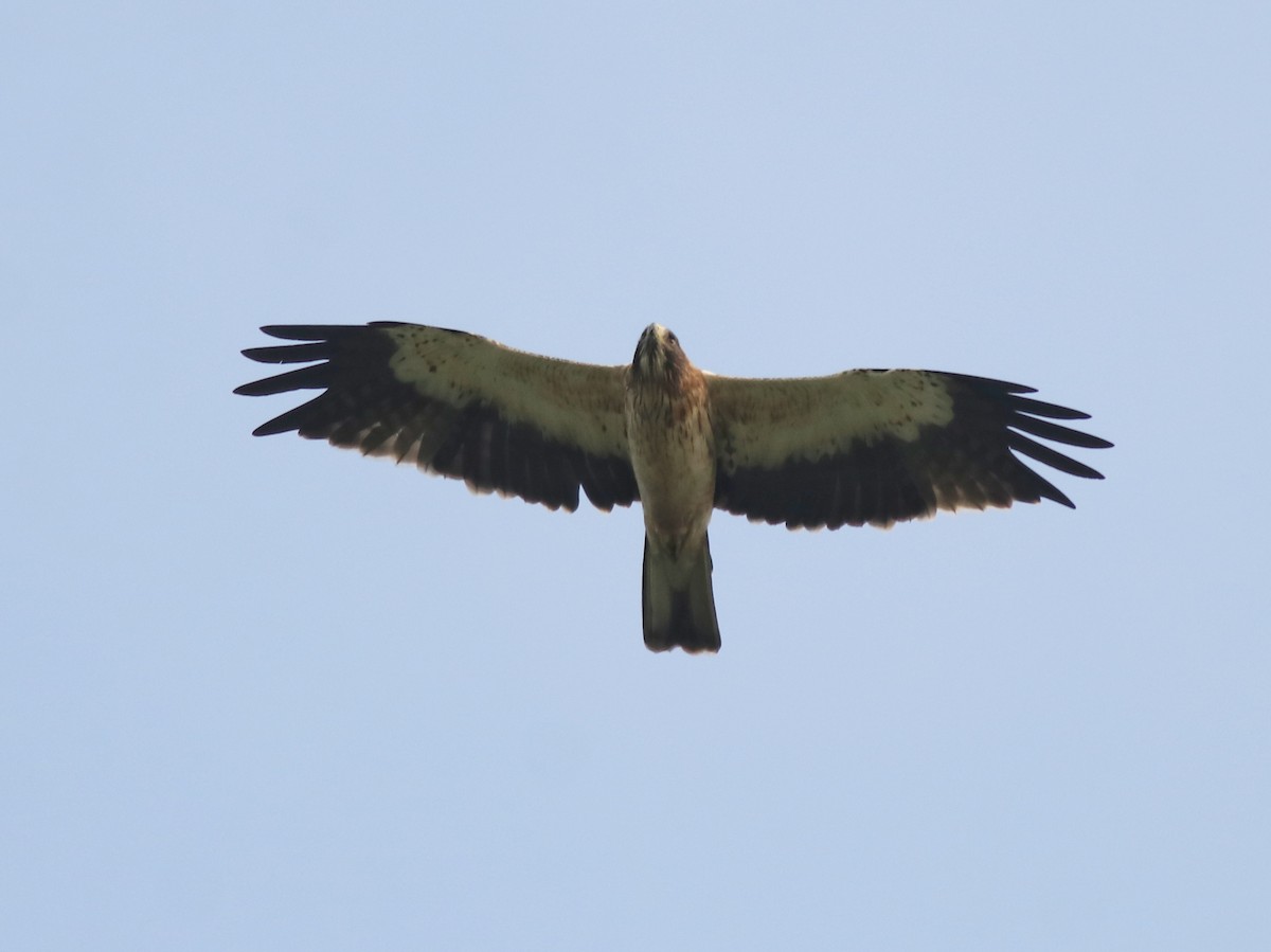 Booted Eagle - ML620631313