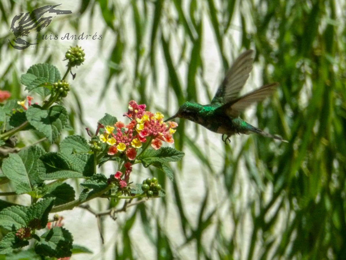 Golden-crowned Emerald - ML620631314