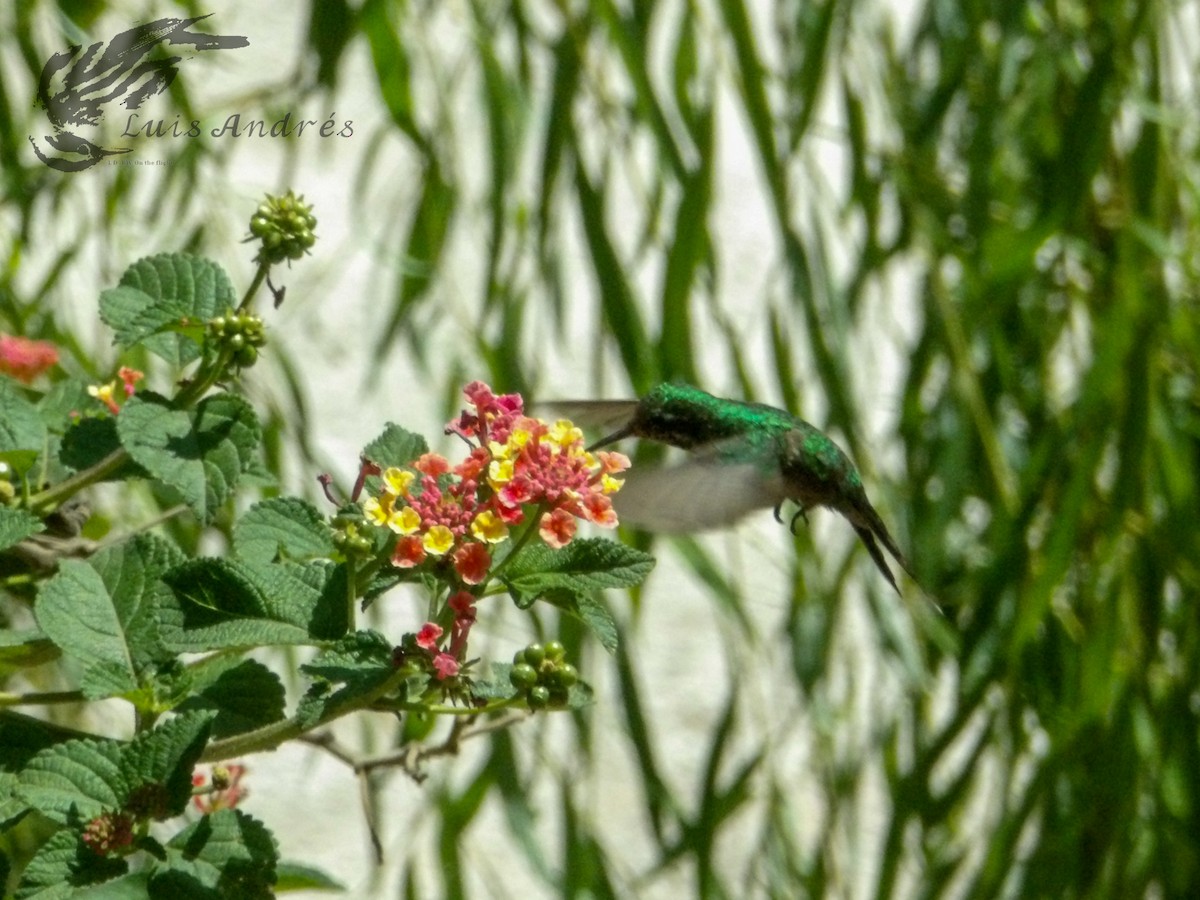 Golden-crowned Emerald - Luis Cuevas Romero