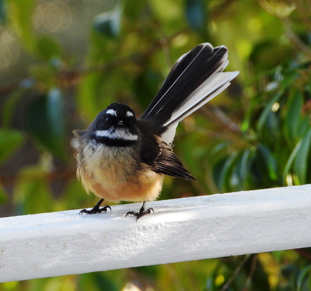 New Zealand Fantail - ML620631316