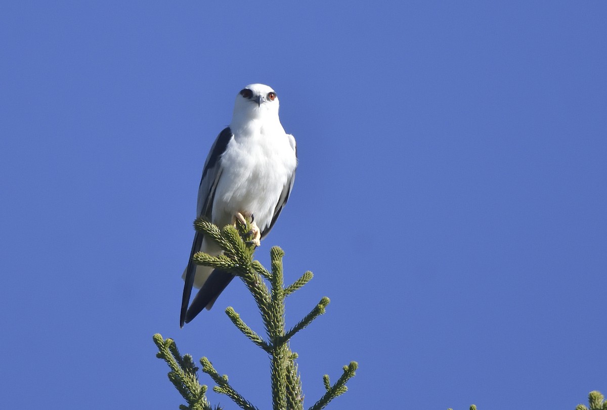 Black-shouldered Kite - ML620631317