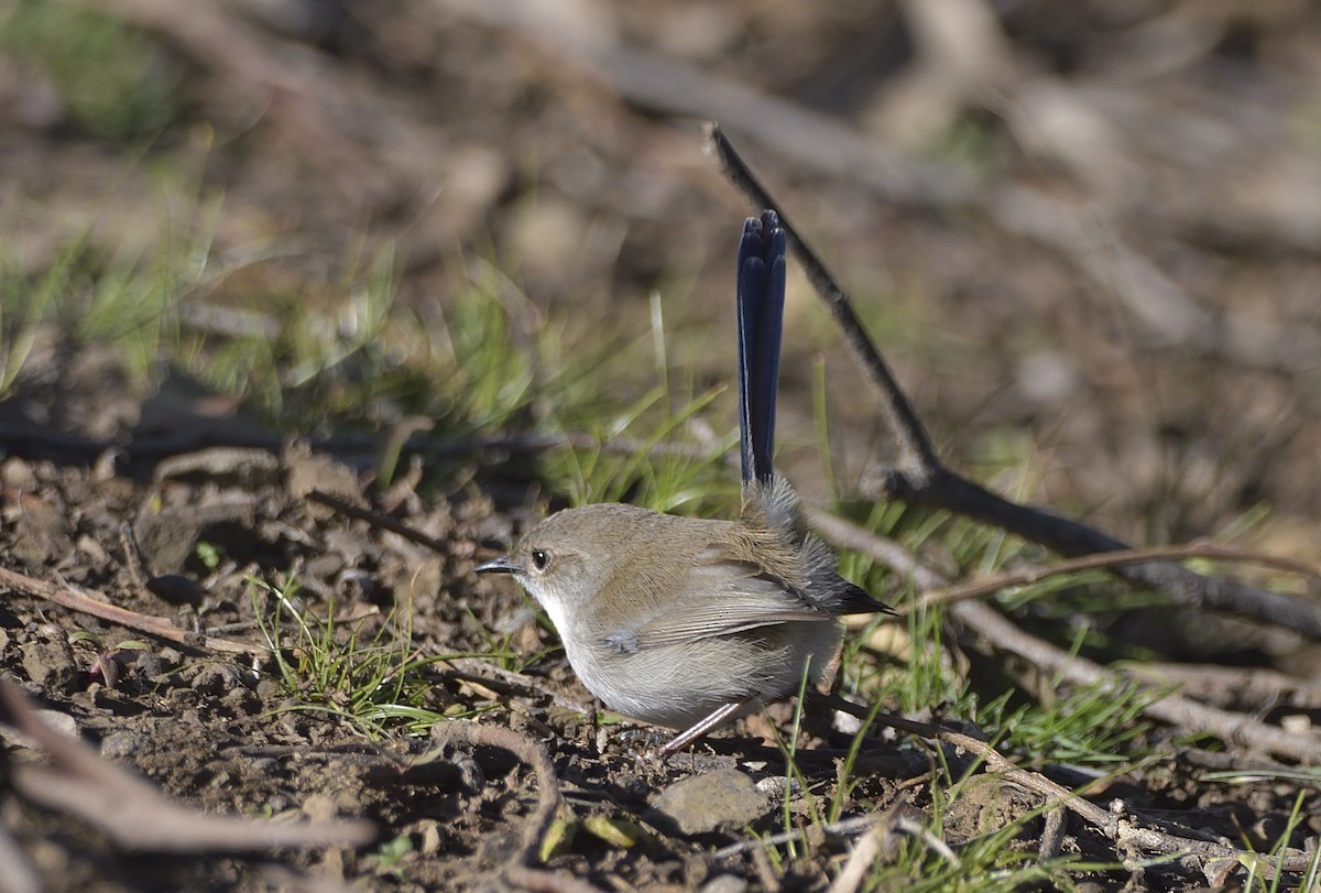 Superb Fairywren - ML620631319