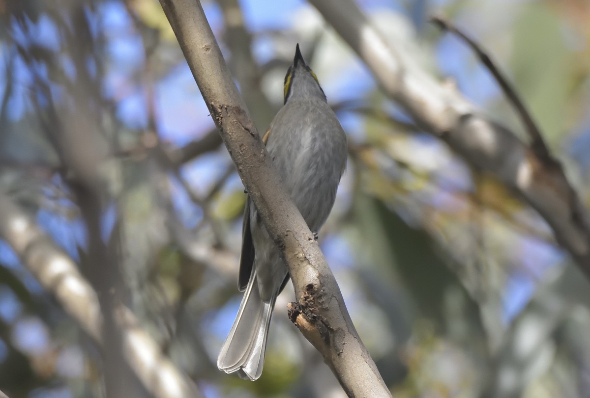 Yellow-faced Honeyeater - ML620631320