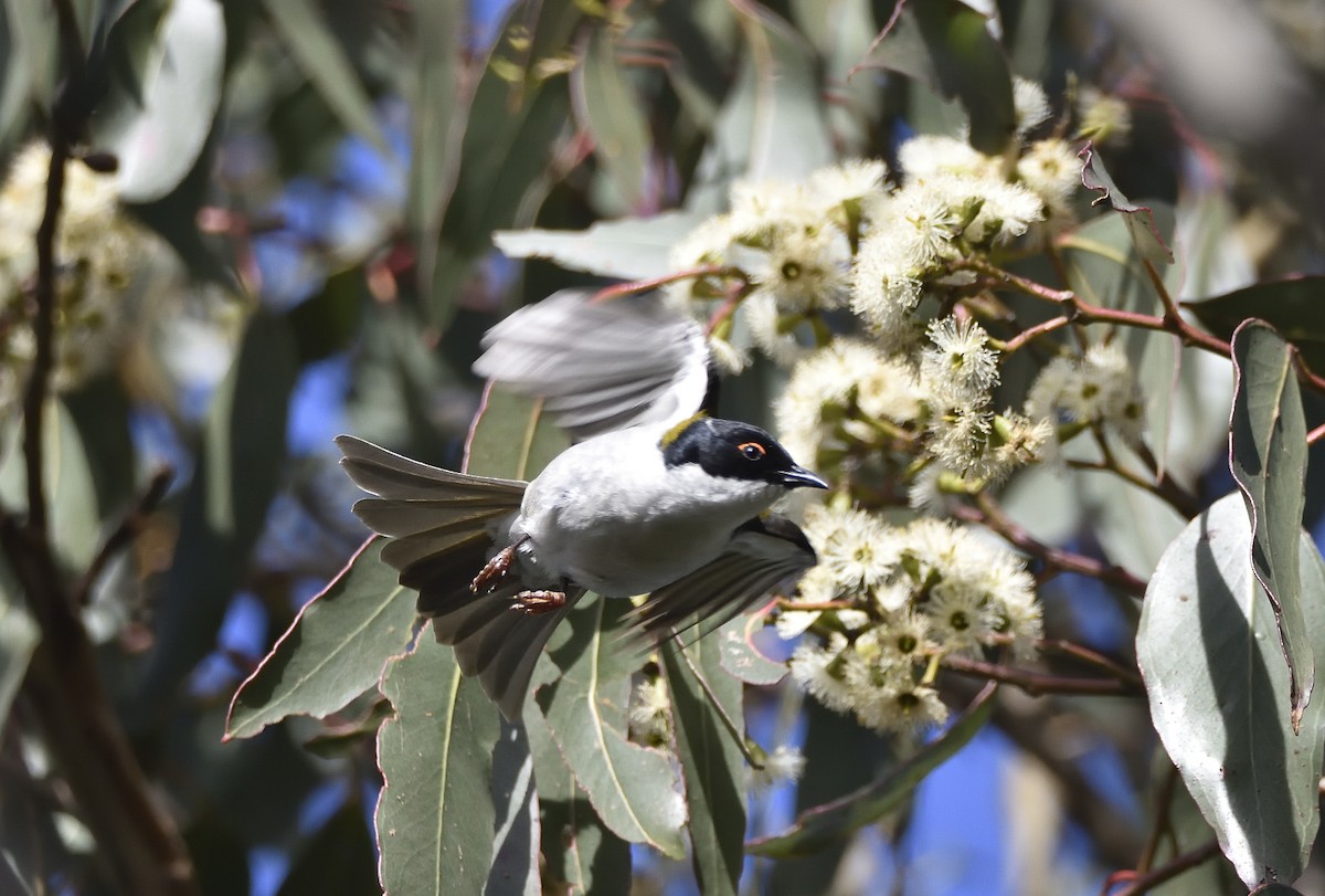 White-naped Honeyeater - ML620631321