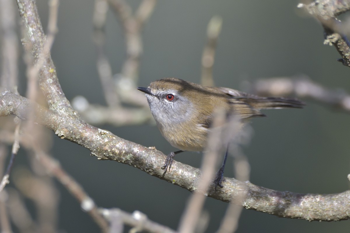 Brown Gerygone - ML620631324