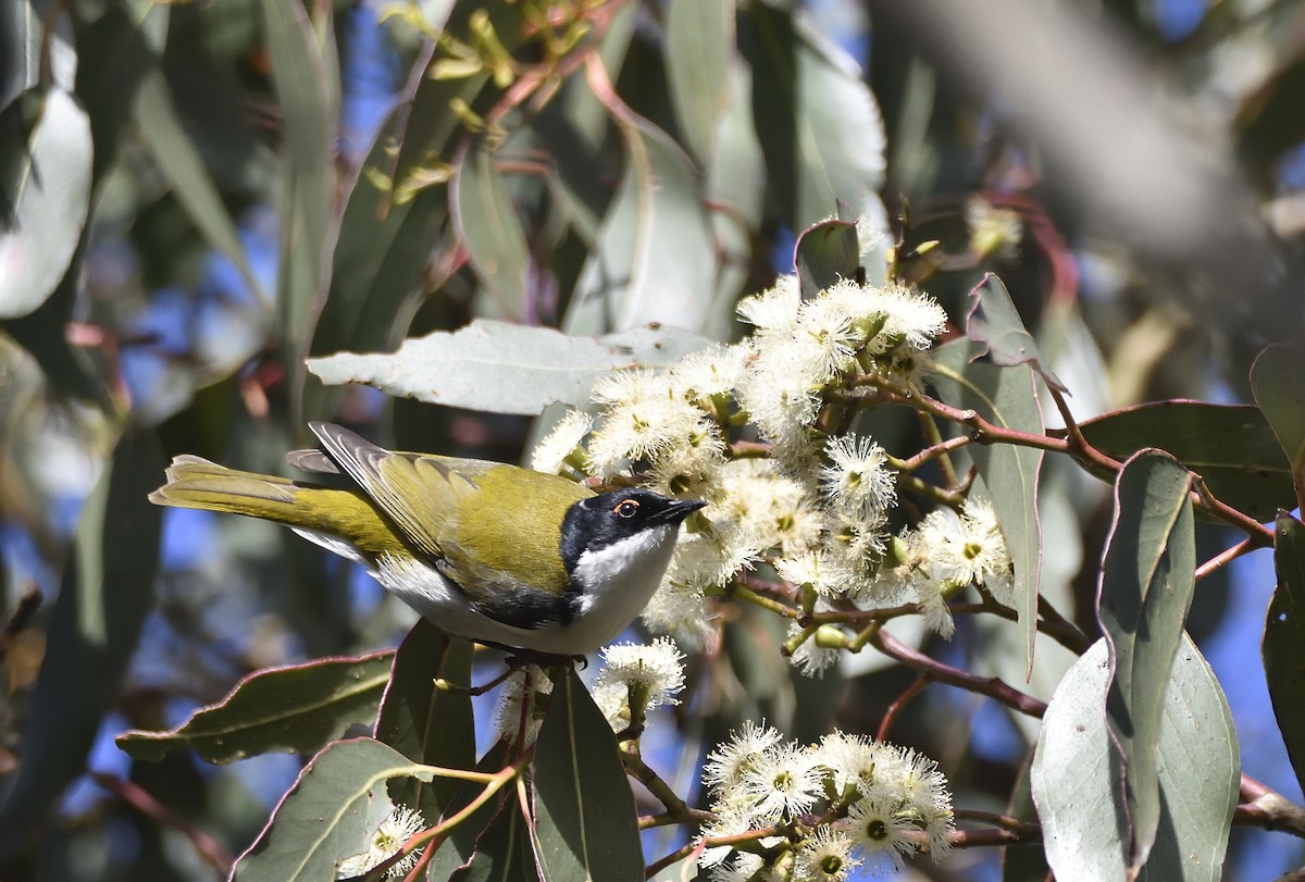 White-naped Honeyeater - ML620631325