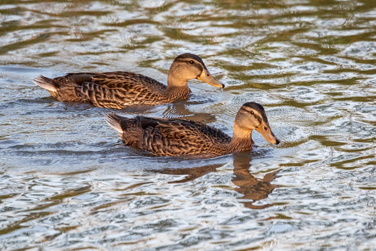 Mallard - ML620631326