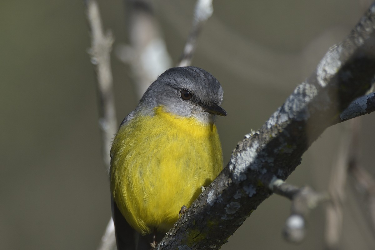 Eastern Yellow Robin - ML620631329