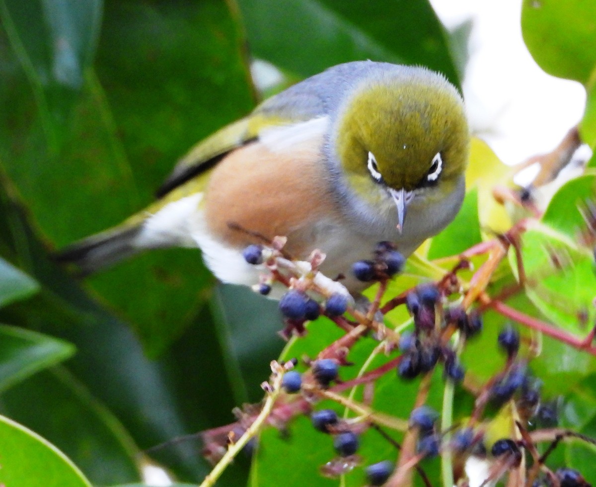 Silvereye - ML620631330