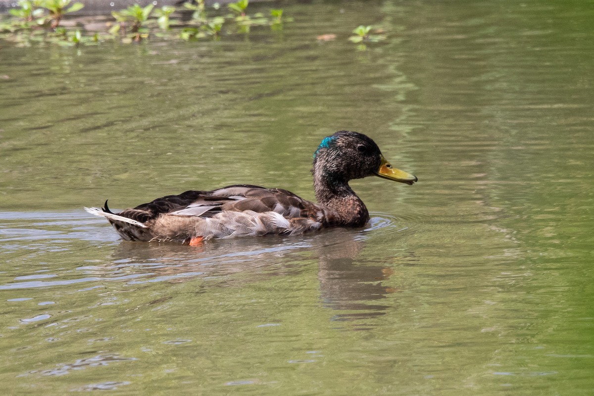 Canard colvert - ML620631332