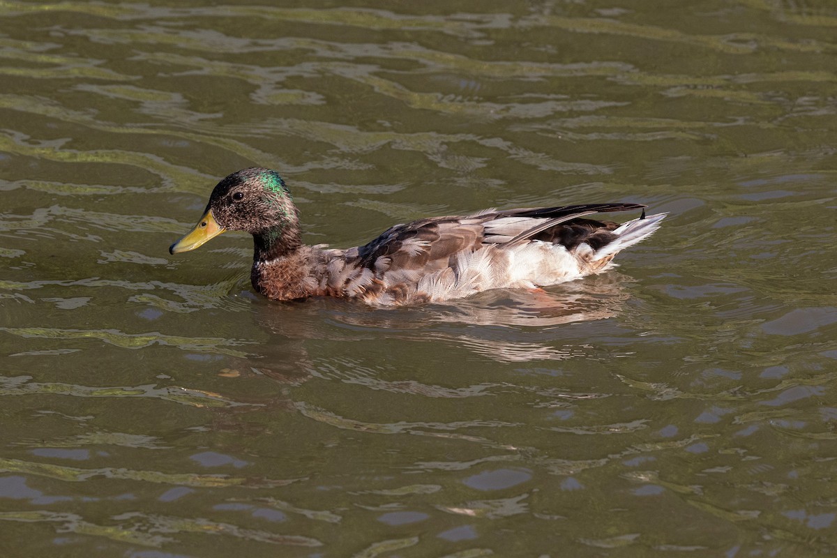 Mallard - ML620631334