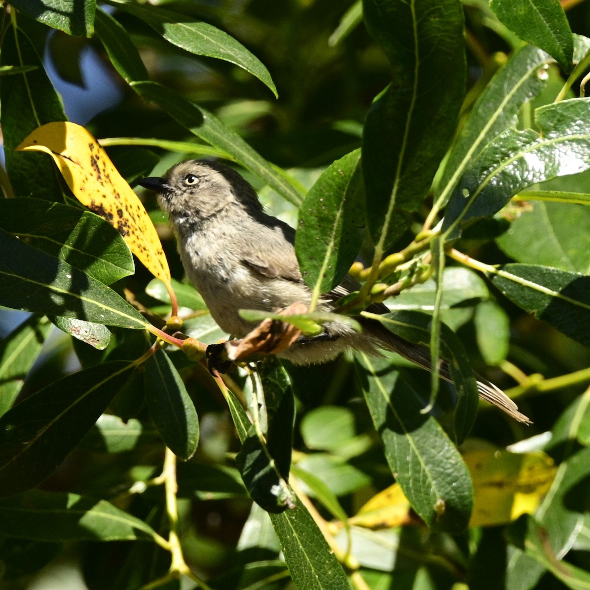 Bushtit - ML620631345