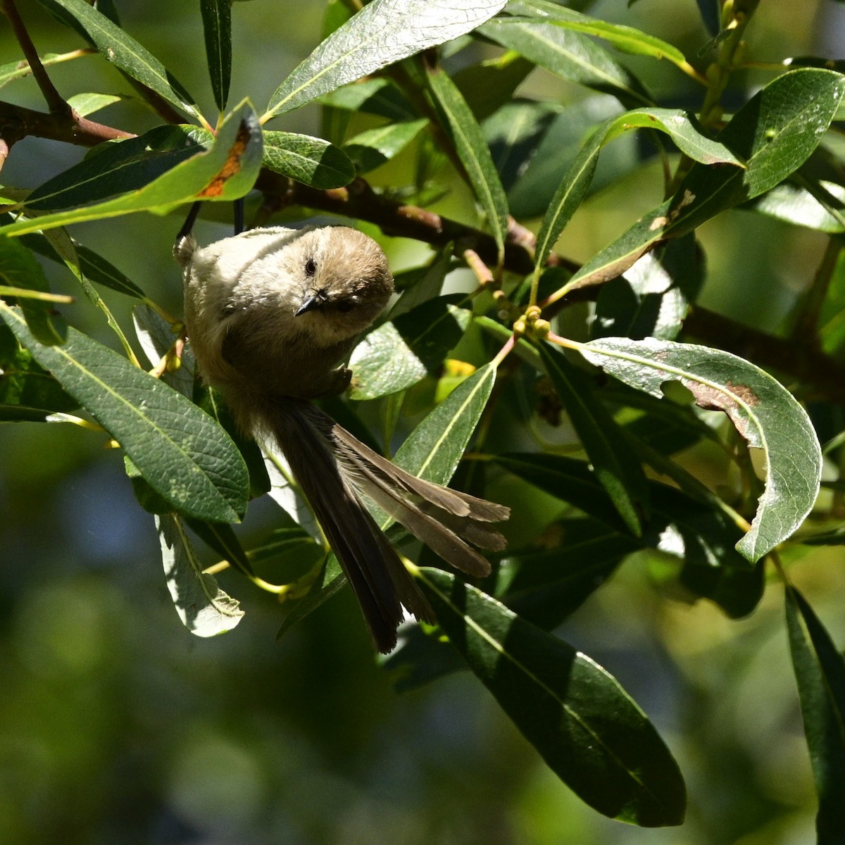 Bushtit - ML620631346