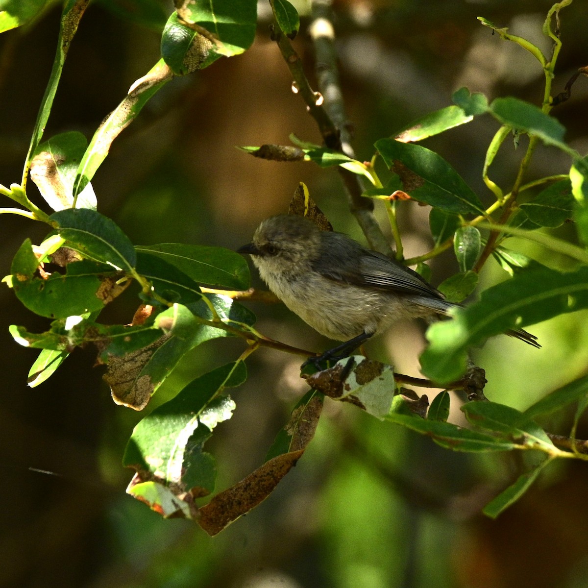 Bushtit - ML620631347