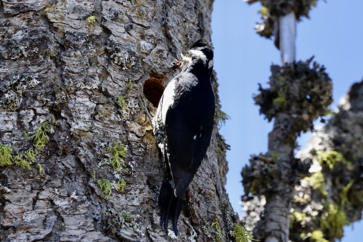 Williamson's Sapsucker - ML620631350