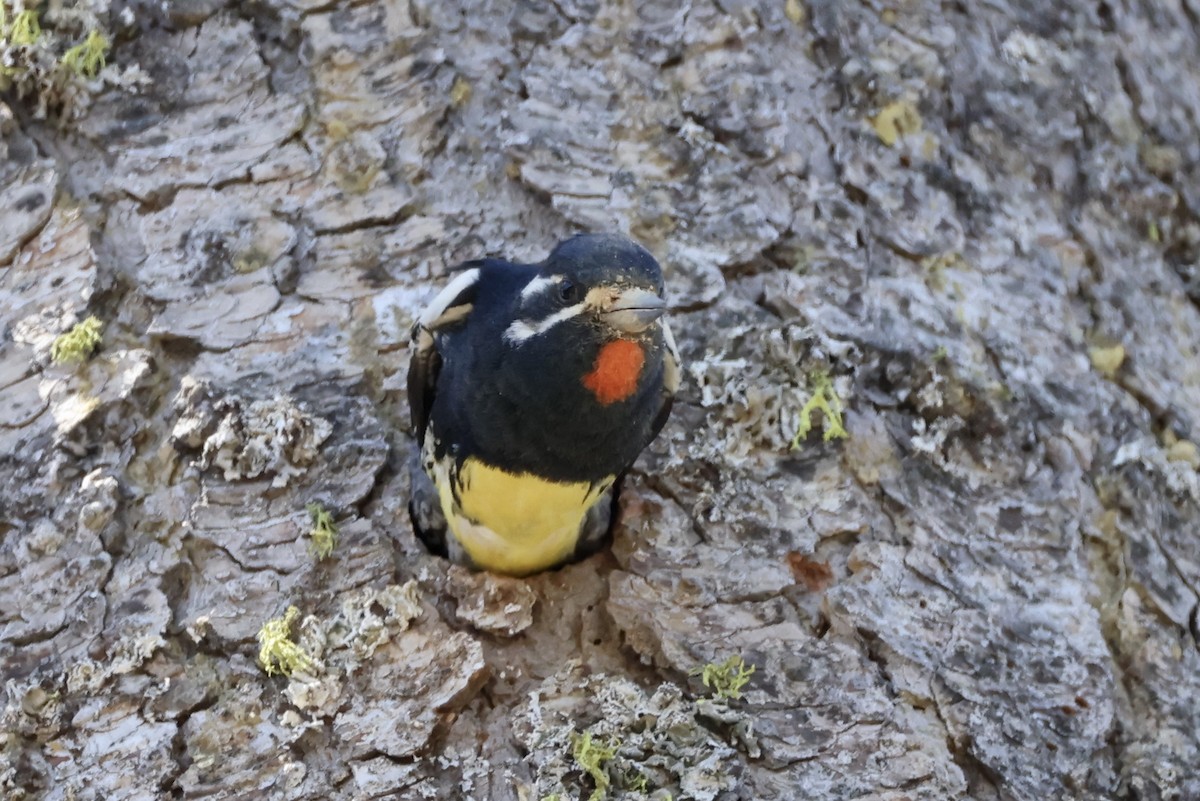 Williamson's Sapsucker - ML620631352