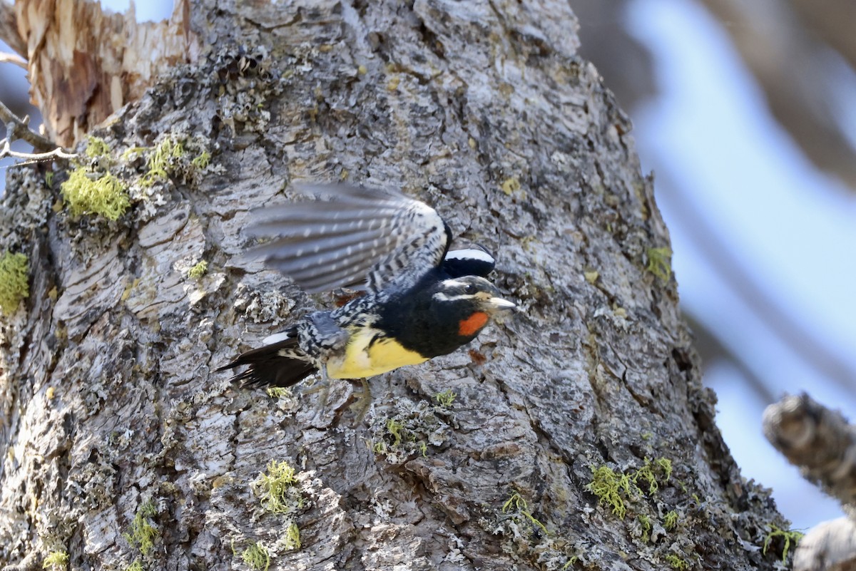 Williamson's Sapsucker - ML620631353